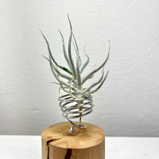 Tillandsie A (small)