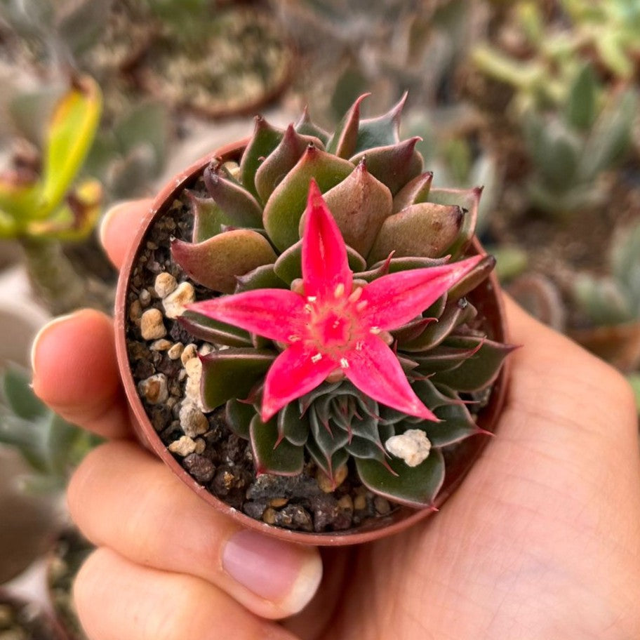 Graptopetalum  bellum Mini