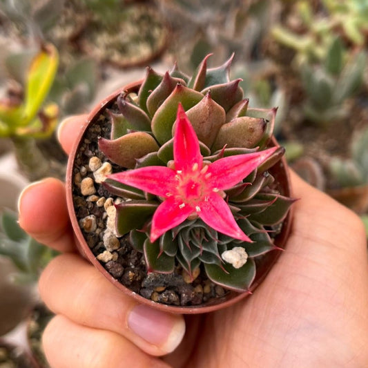 Graptopetalum  bellum Mini