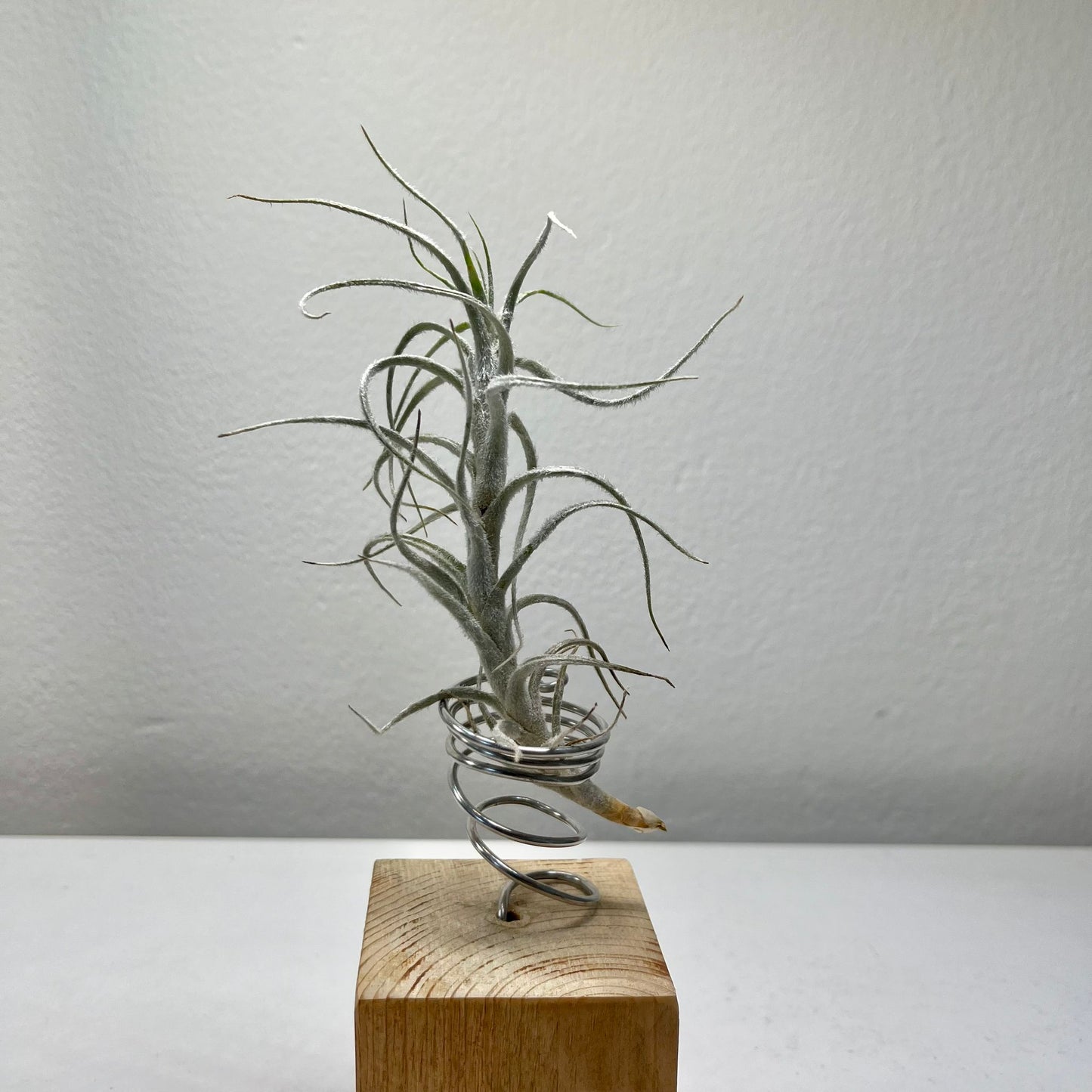 Tillandsie C (medium)