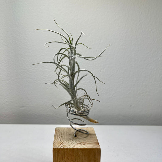 Tillandsie C (medium)