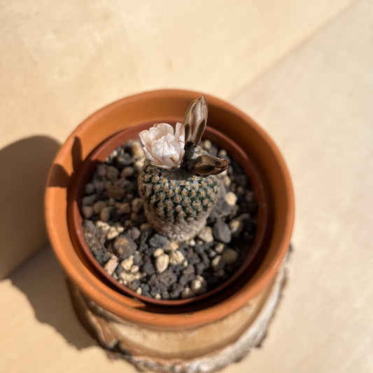 Turbinicarpus valdezianus 9cm Topf