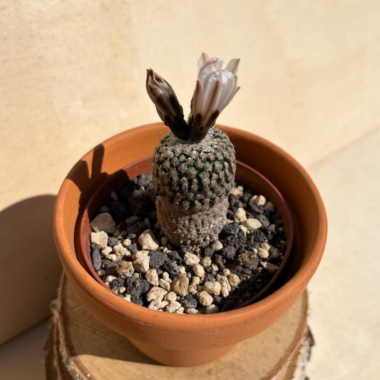 Turbinicarpus valdezianus 9cm Topf