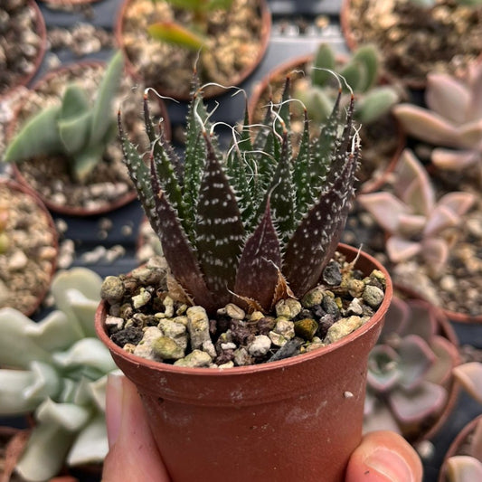 Aloe aristata Mini